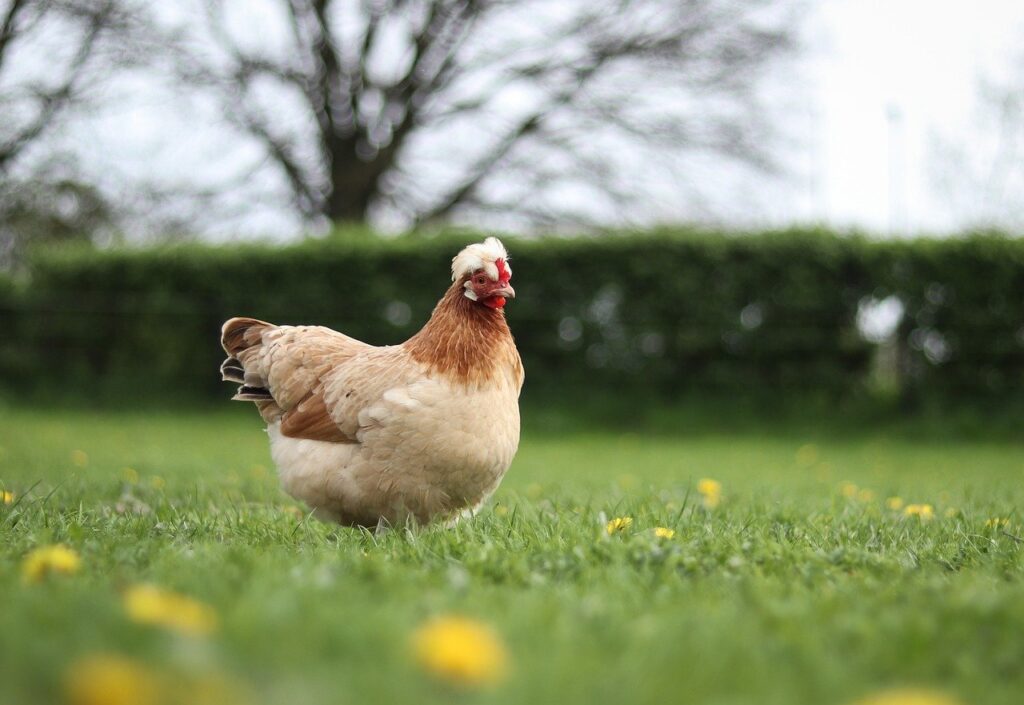 chicken, animal, poultry-8689814.jpg